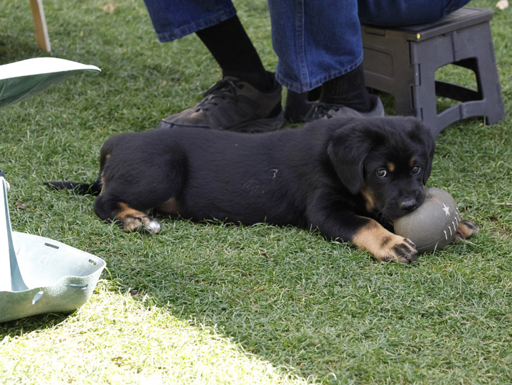 chinook dog